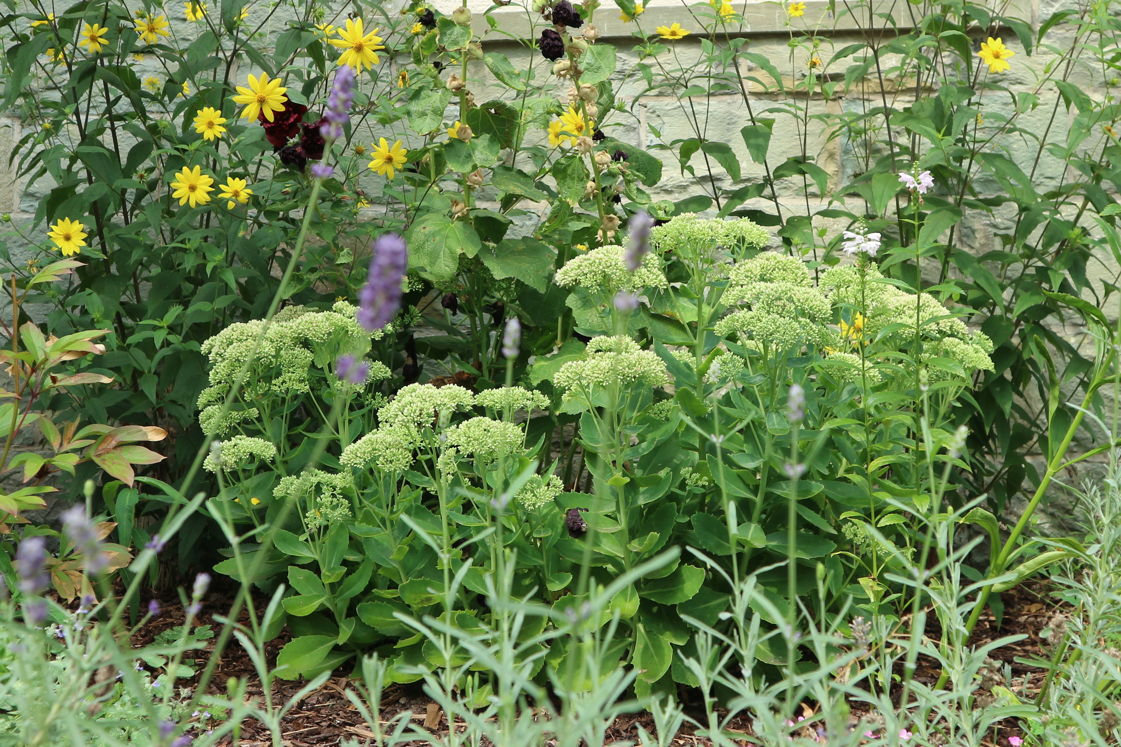 Bienenfreundliches Blumenbeet am Hinterausgang 